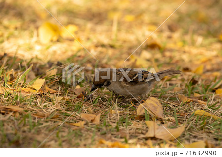 地面に降りて落ち葉を掻き分けながらエサを探すスズメ 地面に降りて落ち葉を掻き分けながらエサを探すスズメ 71632990