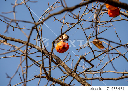 秋空の下で木になった柿の実を食べるスズメ 71633421