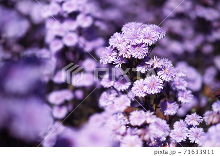 Close-up of Purple margaret flowers is blooming in the garden with sunlight. Violet margaret flowers field. 71633911