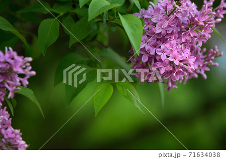 ライラックページ Lilac/Oblivion Battery 8bit - YouTube