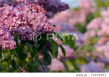 Lilac closeup Lilac closeup 71634041