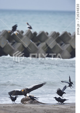 エゾシカの亡骸に群れるオオワシとカラス(北海道) エゾシカの亡骸に群れるオオワシとカラス(北海道) 71634830