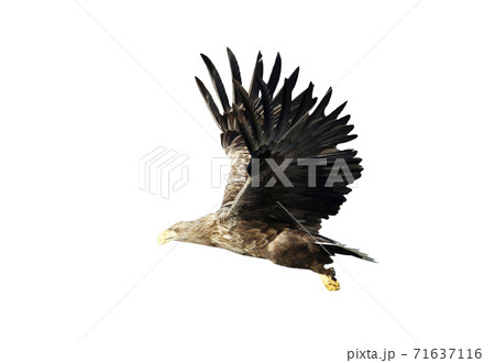 Close up of a White-tailed eagle in flight on a white background Close up of a White-tailed eagle in flight on a white background 71637116