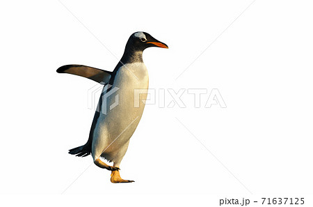 Gentoo penguin on a clear white background Gentoo penguin on a clear white background 71637125