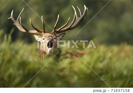 Close-up of a red deer stag calling during rutting season in autumn Close-up of a red deer stag calling during rutting season in autumn 71637138