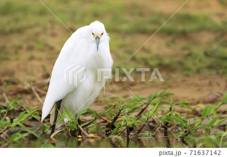 Close up of a snowy egret standing on a river bank Close up of a snowy egret standing on a river bank 71637142