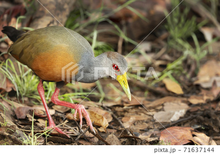 Close up of a little wood rail looking for food on a river bank Close up of a little wood rail looking for food on a river bank 71637144
