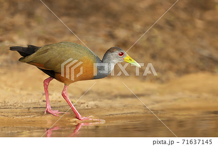 Close up of a little wood rail looking for food on a river bank 71637145