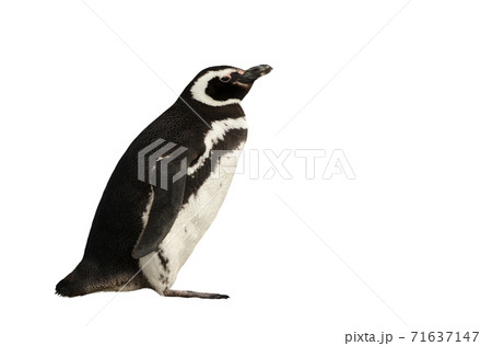 Magellanic penguin on a clear white background Magellanic penguin on a clear white background 71637147