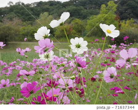清水公園 花ファンタジア コスモス 清水公園 花ファンタジア コスモス 71637344