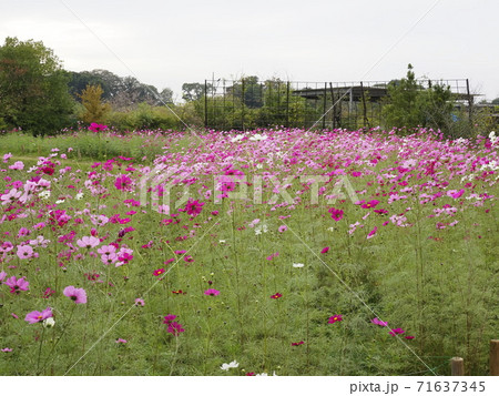 清水公園 花ファンタジア コスモスの写真素材