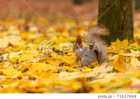 A fluffy beautiful squirrel is looking for food among fallen yellow leaves in the autumn in a city park A fluffy beautiful squirrel is looking for food among fallen yellow leaves in the autumn in a city park 71637668
