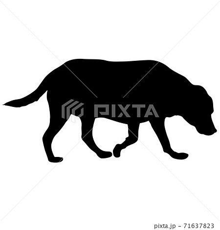 Labrador dog black silhouette on white background Labrador dog black silhouette on white background 71637823