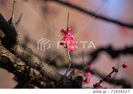 初春の梅 初春の梅 71638327