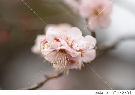 初春の梅 初春の梅 71638351