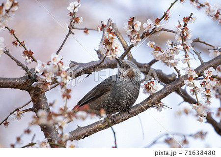 初春の花梅と小鳥 71638480