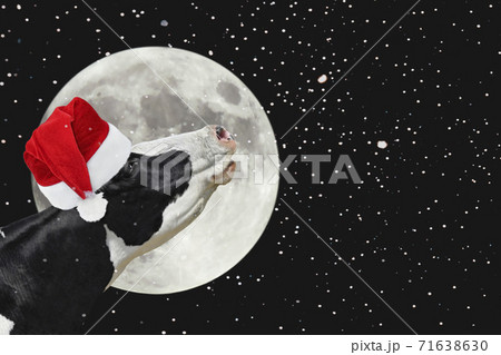 Funny cow in Christmas Santa hat on the background of large bright moon Funny cow in Christmas Santa hat on the background of large bright moon 71638630