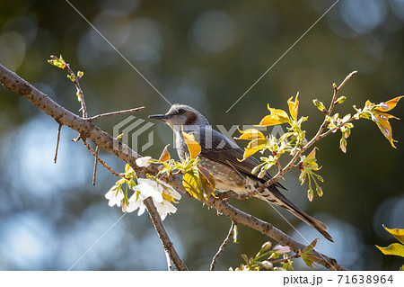 春の花サクラと小鳥 春の花サクラと小鳥 71638964