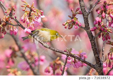 春の花サクラと小鳥の写真素材