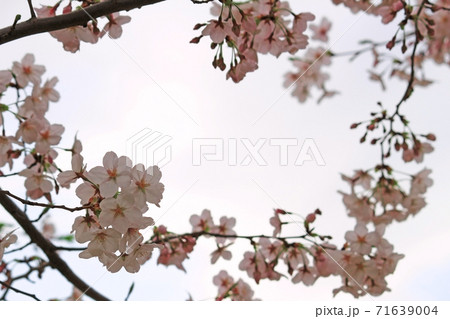 輪になって並ぶ桜の花 輪になって並ぶ桜の花 71639004