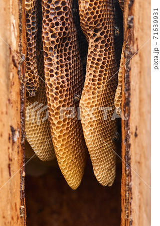 natural honeycombs inside a traditional log hive 71639931