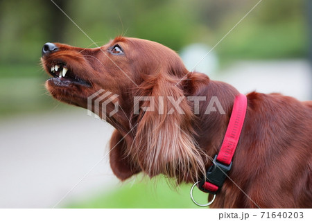 Red irish setter dog is roaring for protection at nature. Close up potrait of pet. Red irish setter dog is roaring for protection at nature. Close up potrait of pet. 71640203