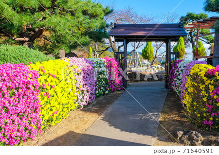 菊花とながめ公園 71640591
