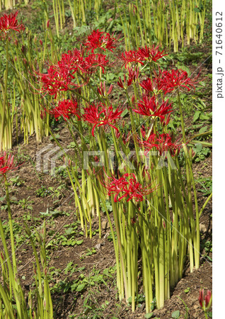 曼殊沙華咲くころの吹上しょうぶ公園 71640612