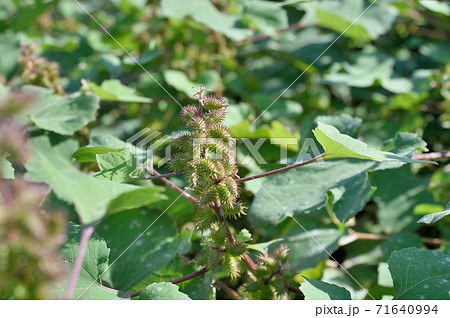 オオオナモミの実 71640994