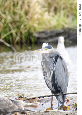 大アオサギが岸辺に佇む様子 バーナビー ブリティッシュコロンビア カナダ 大アオサギが岸辺に佇む様子 バーナビー ブリティッシュコロンビア カナダ 71641088