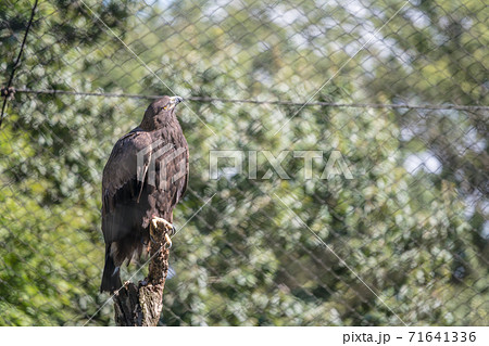 【多摩動物園のイヌワシ】 71641336