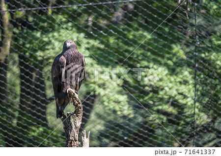 【多摩動物園のイヌワシ】 71641337