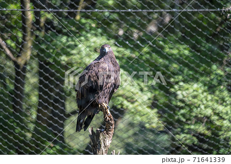 【多摩動物園のイヌワシ】 71641339
