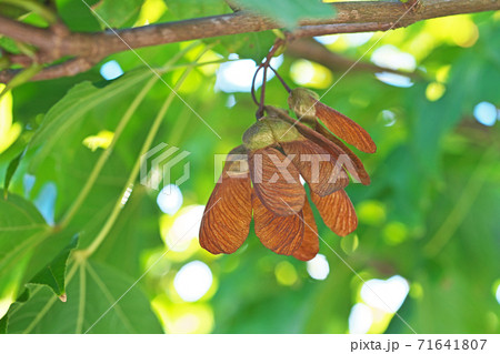 秋のカジカエデの実 71641807