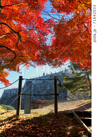 モミジ・秋の霞ヶ城公園（福島県・二本松市） 71642033