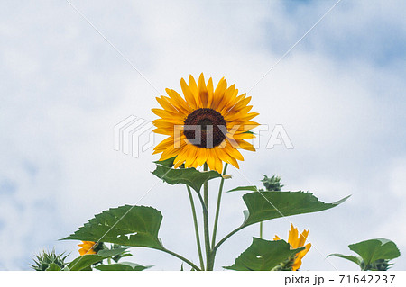 Tall sunflowers on a background cloudy sky Tall sunflowers on a background cloudy sky 71642237