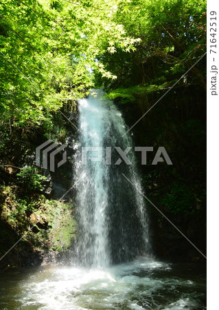 伊賀市（三重県）　白藤滝 71642519