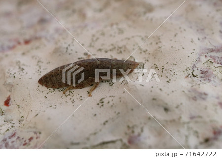 コミミズク(昆虫)の幼虫 コミミズク(昆虫)の幼虫 71642722