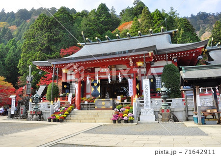 伊勢原市　大山阿夫利神社（下社）の拝殿と鮮やかな紅葉とざる菊 71642911