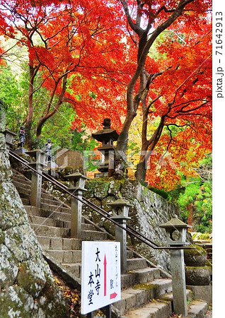 伊勢原市 大山寺本堂前石段脇の鮮やかな紅葉と大山寺本堂案内板 伊勢原市 大山寺本堂前石段脇の鮮やかな紅葉と大山寺本堂案内板 71642913