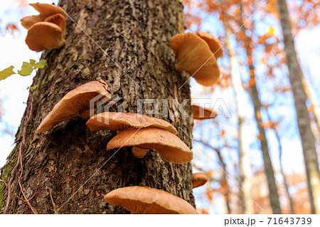 ツキヨタケ ツキヨダケ 群生 ツキヨタケ ツキヨダケ 群生 71643739