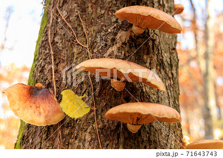 ツキヨタケ　ツキヨダケ　群生 71643743