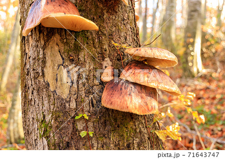 ツキヨタケ　ツキヨダケ　群生 71643747