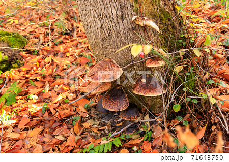 ツキヨタケ ツキヨダケ 群生 ツキヨタケ ツキヨダケ 群生 71643750