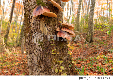 ツキヨタケ ツキヨダケ 群生 ツキヨタケ ツキヨダケ 群生 71643753