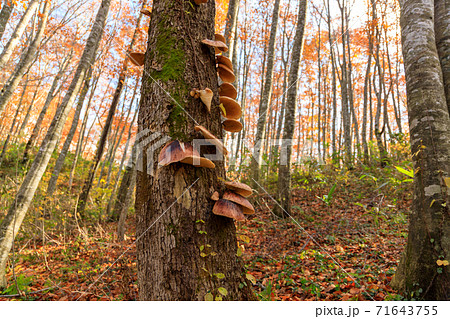 ツキヨタケ　ツキヨダケ　群生 71643755