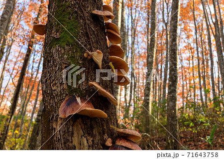 ツキヨタケ　ツキヨダケ　群生 71643758