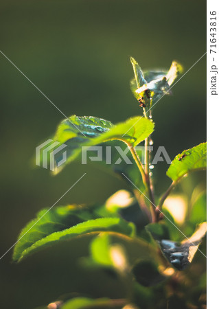 Fresh green leaves with ants Fresh green leaves with ants 71643816