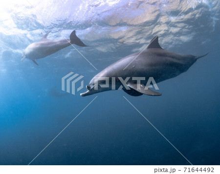 水中を泳ぐイルカ ドルフィンスイム 水中を泳ぐイルカ ドルフィンスイム 71644492
