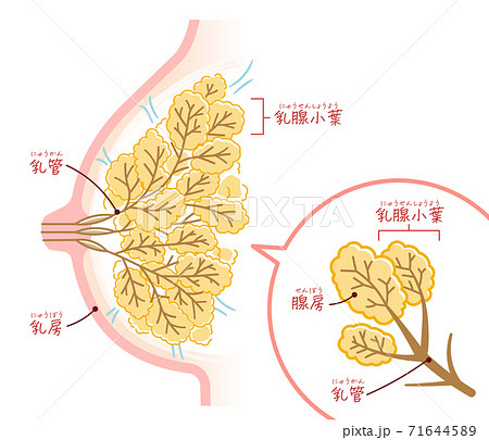 授乳期の乳房（テキスト付き） 71644589